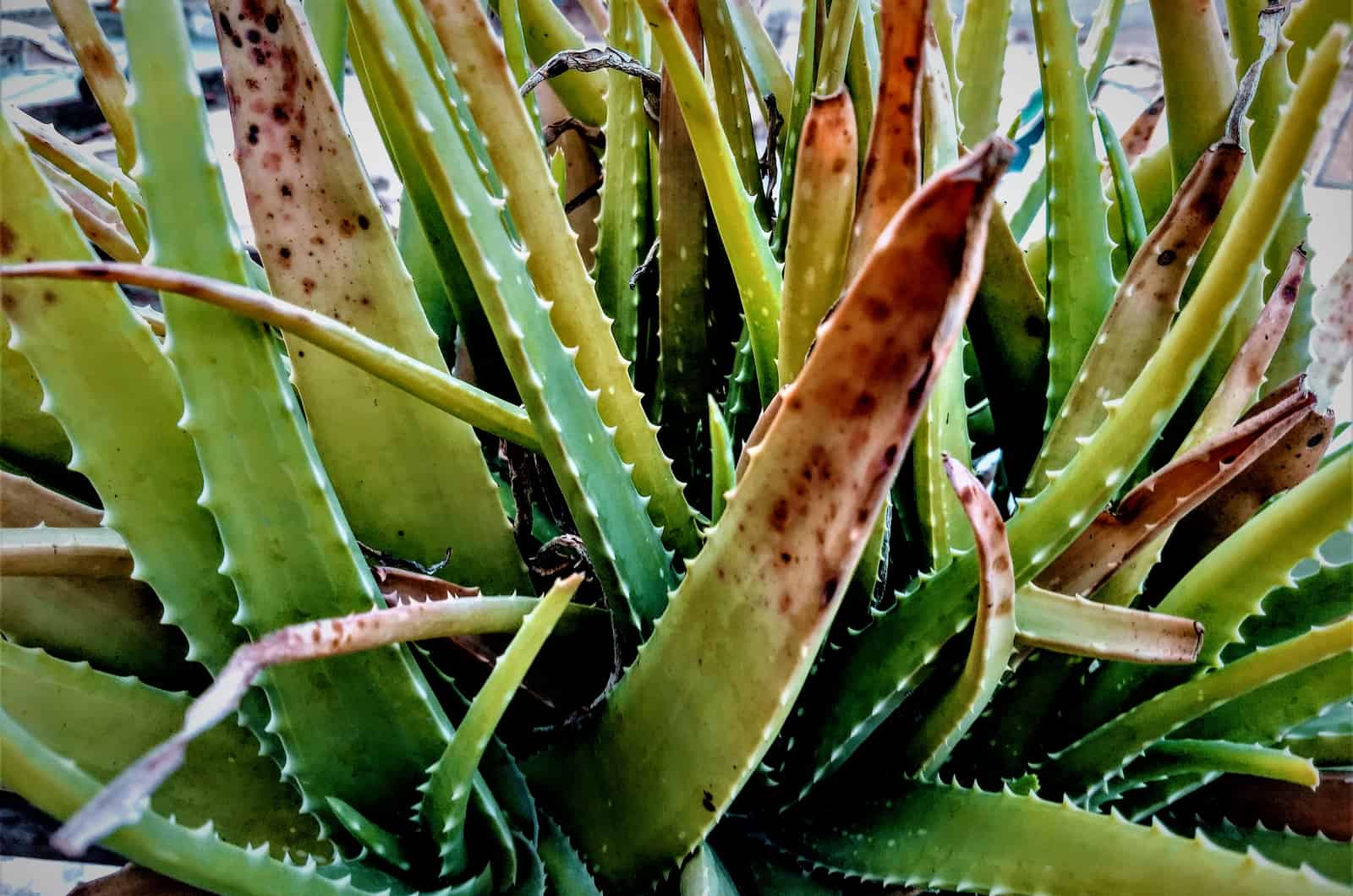 planta enferma de aloe vera