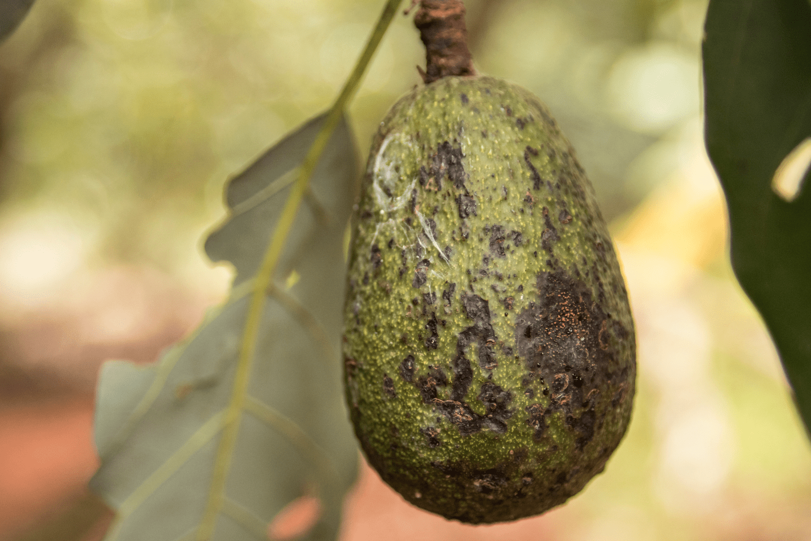 aguacate enfermo en una rama