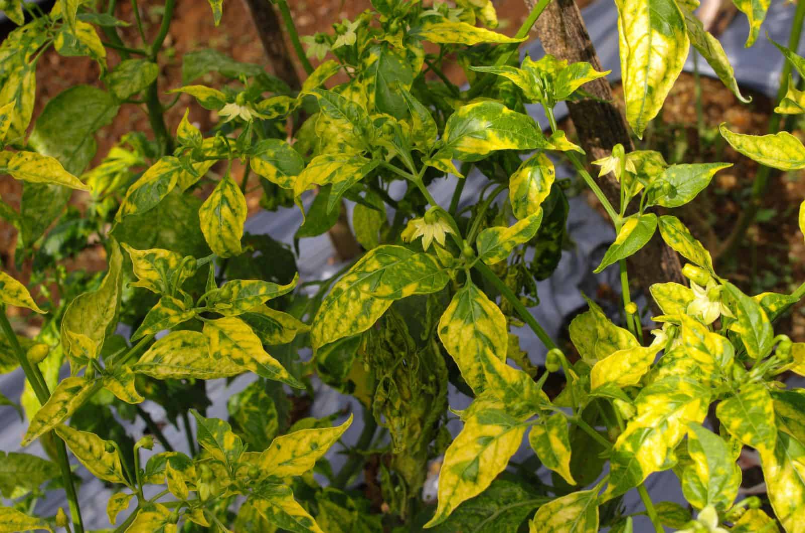 planta de pimiento enfermo