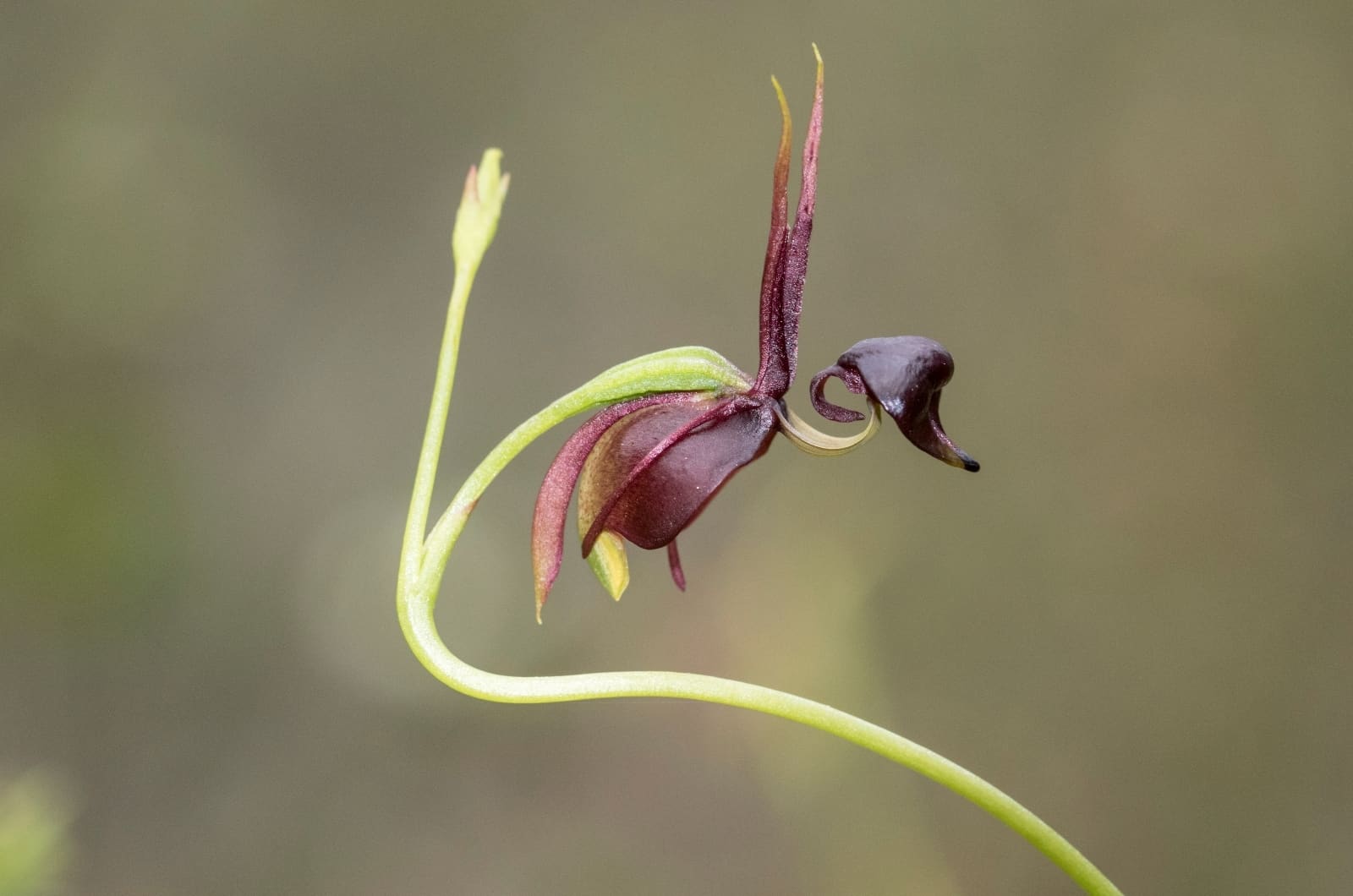 Orquídea terrestre única