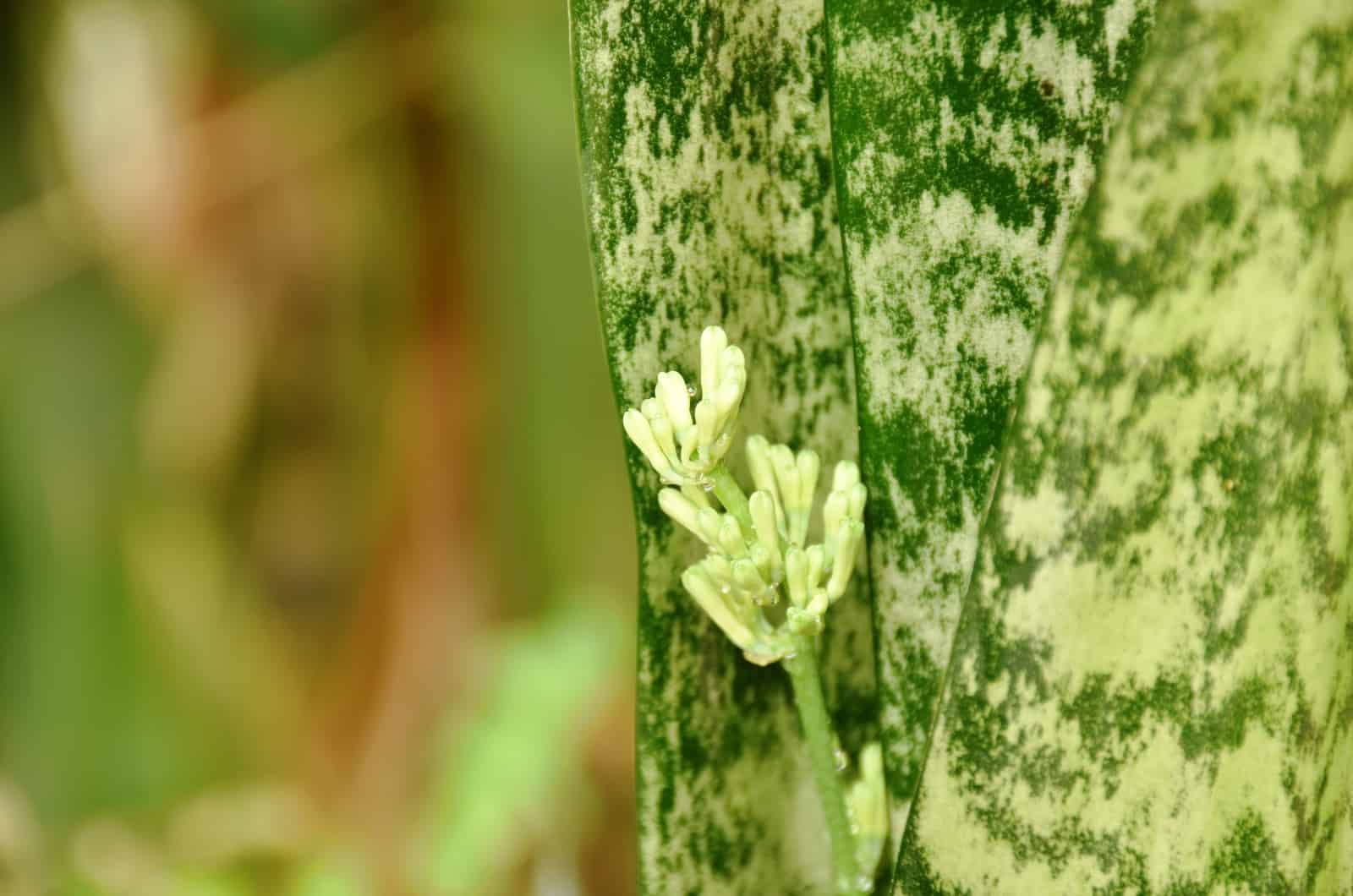 flor de planta de serpiente única