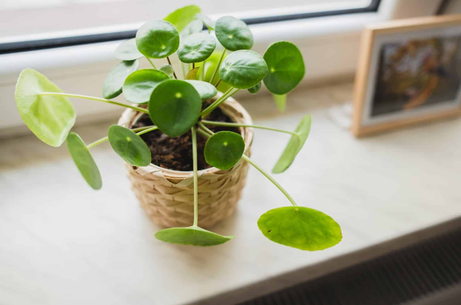 pequeña planta de Pilea Peperomioides