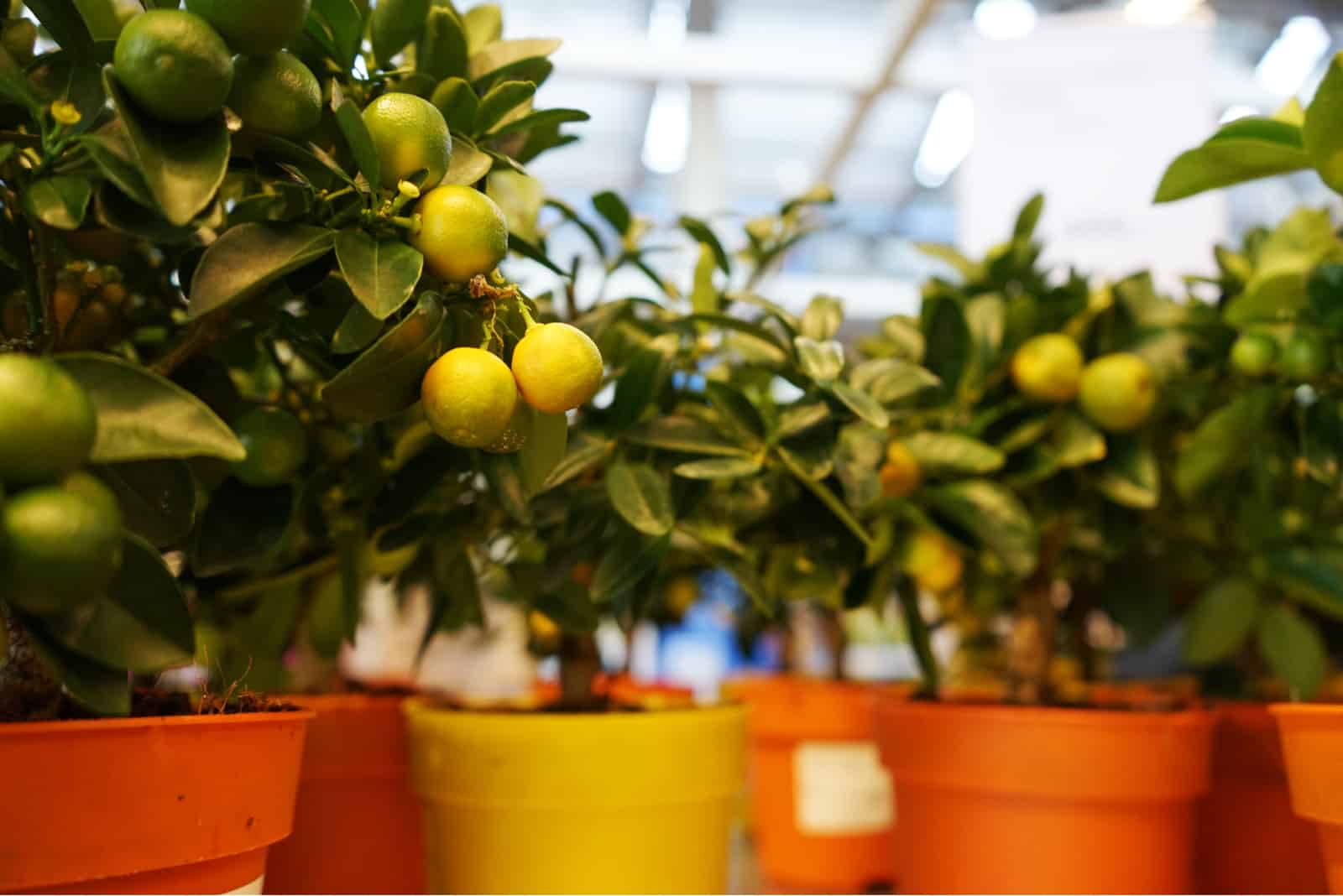 pequeños limoneros en macetas