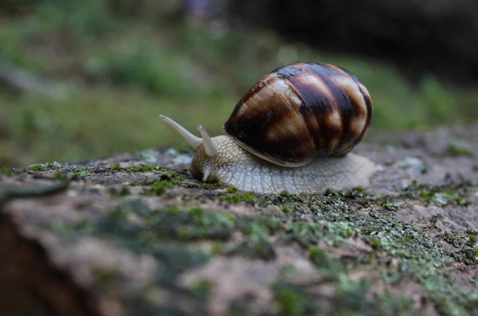 caracol en la naturaleza