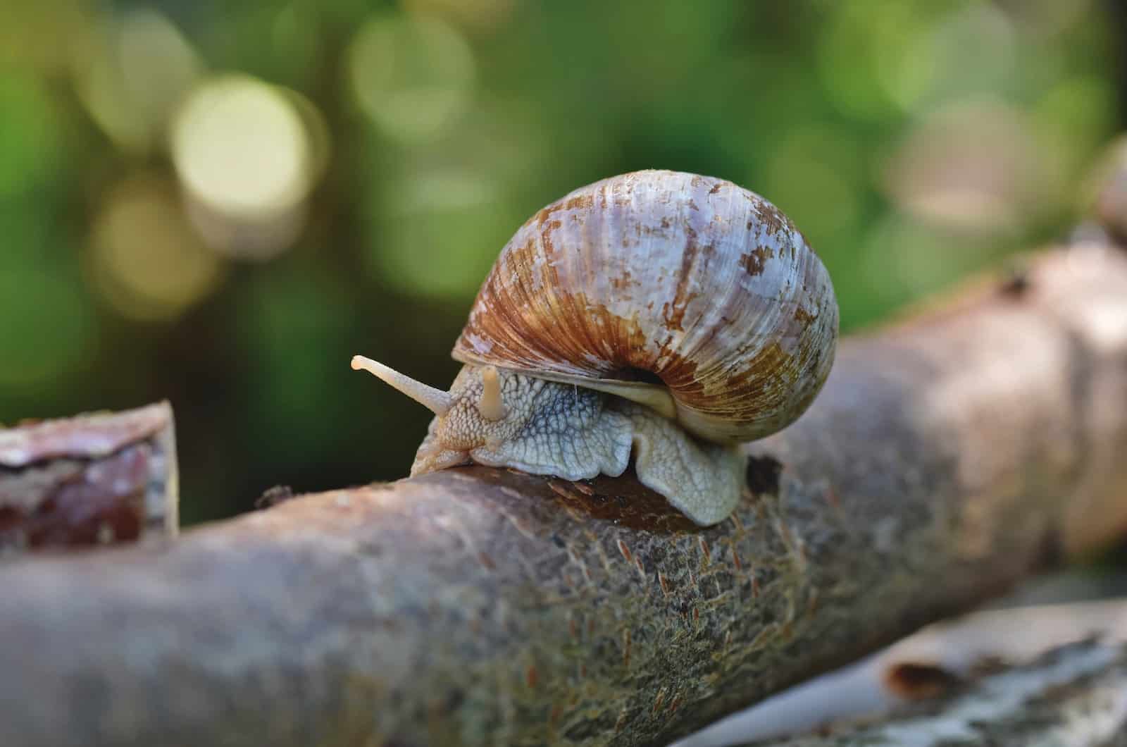 caracol en una rama