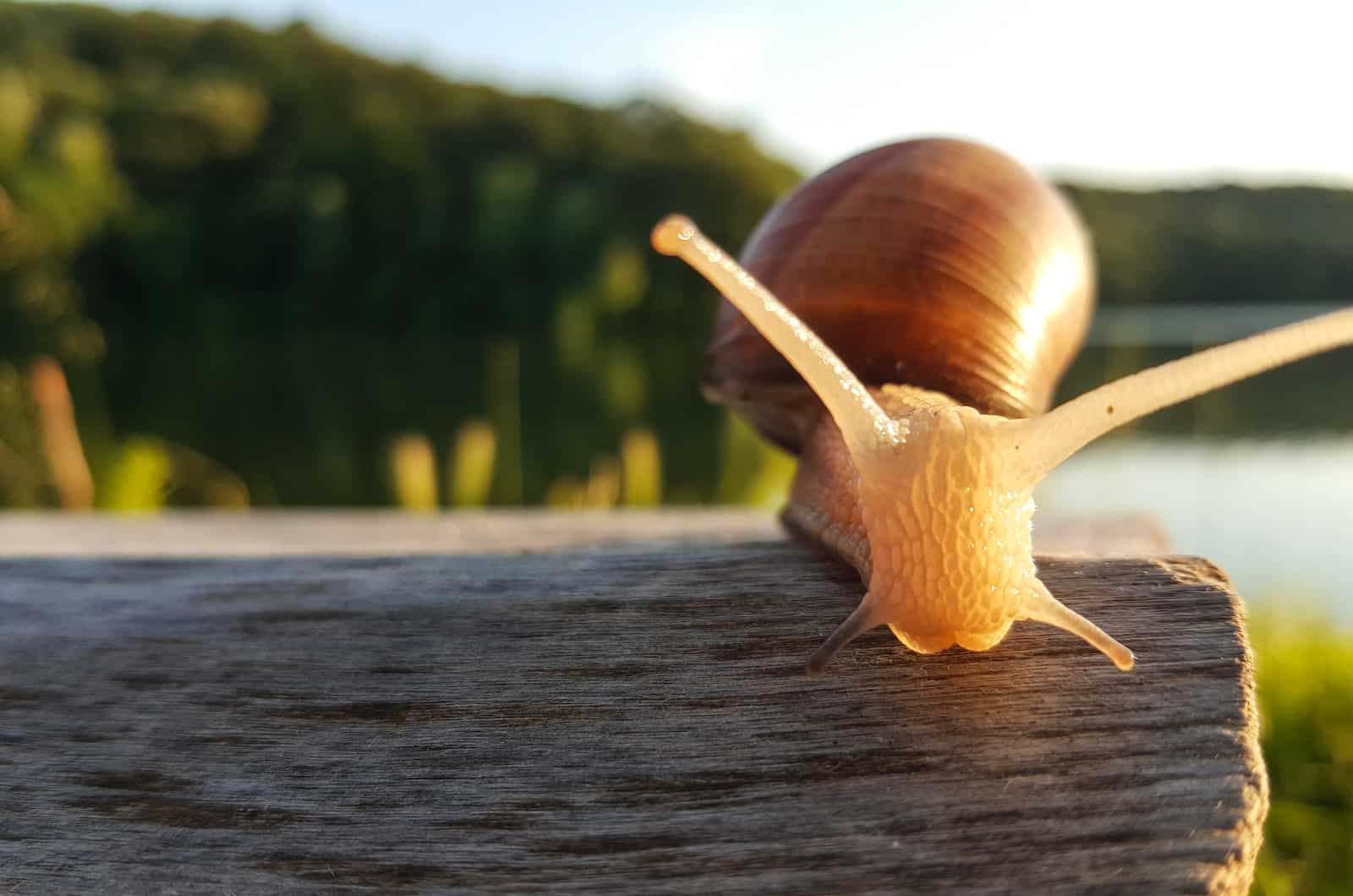 caracol en madera