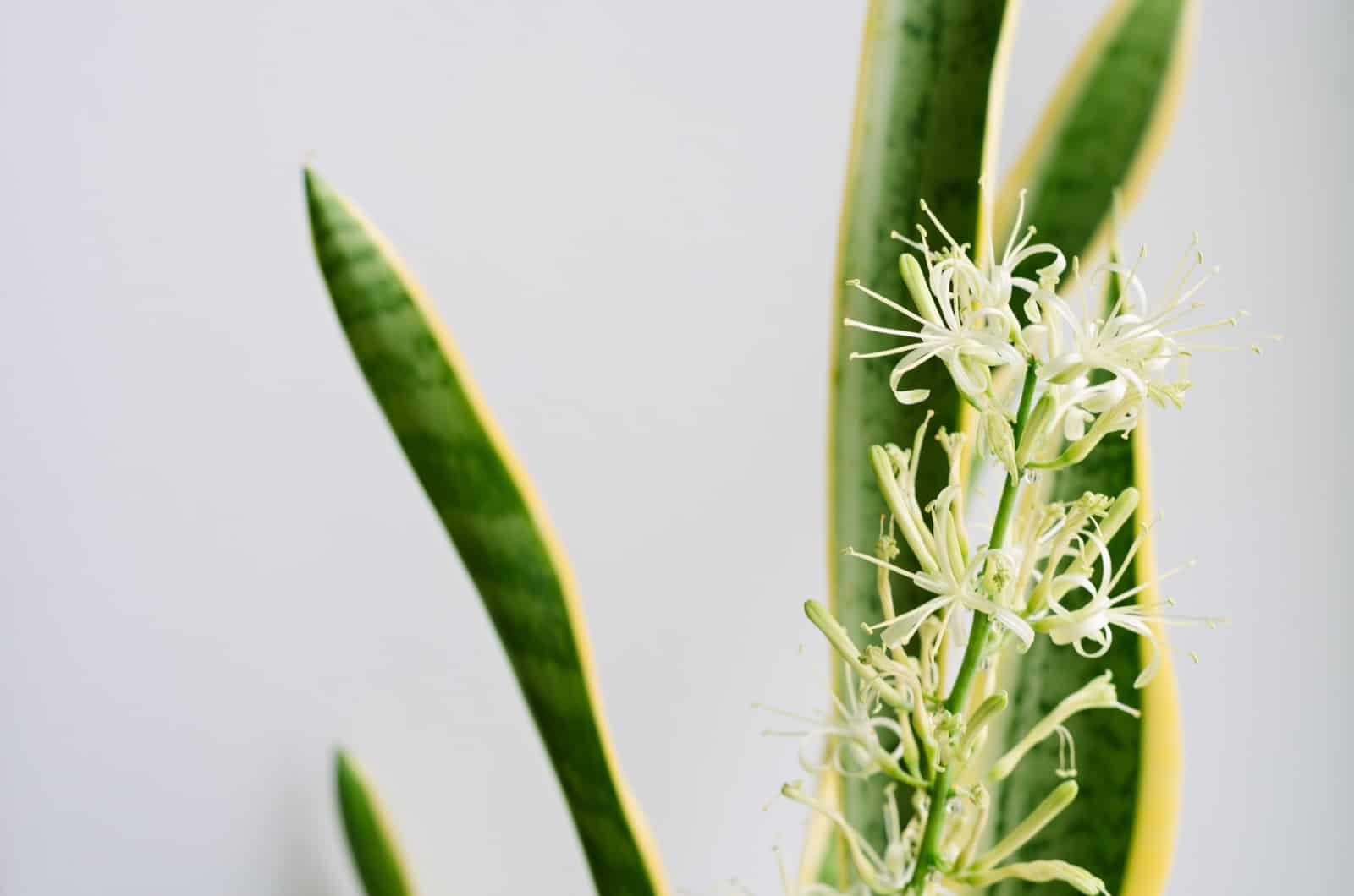 serpiente planta flor primer plano