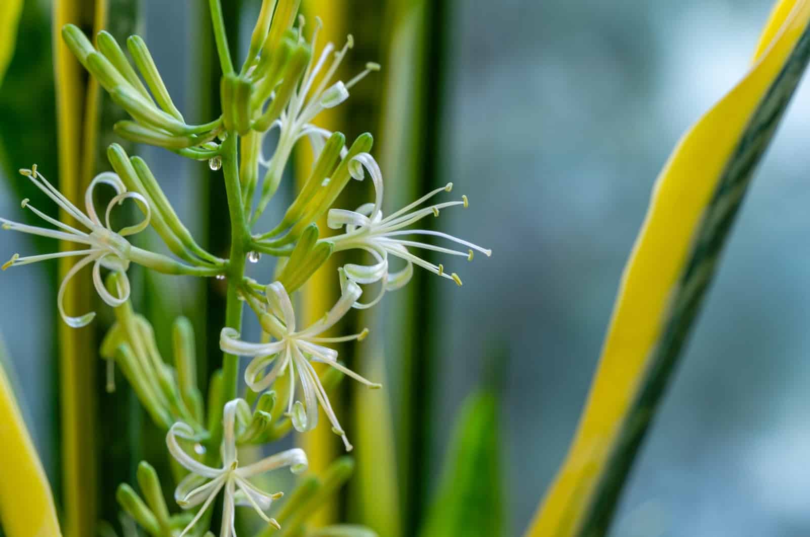 flor de planta de serpiente