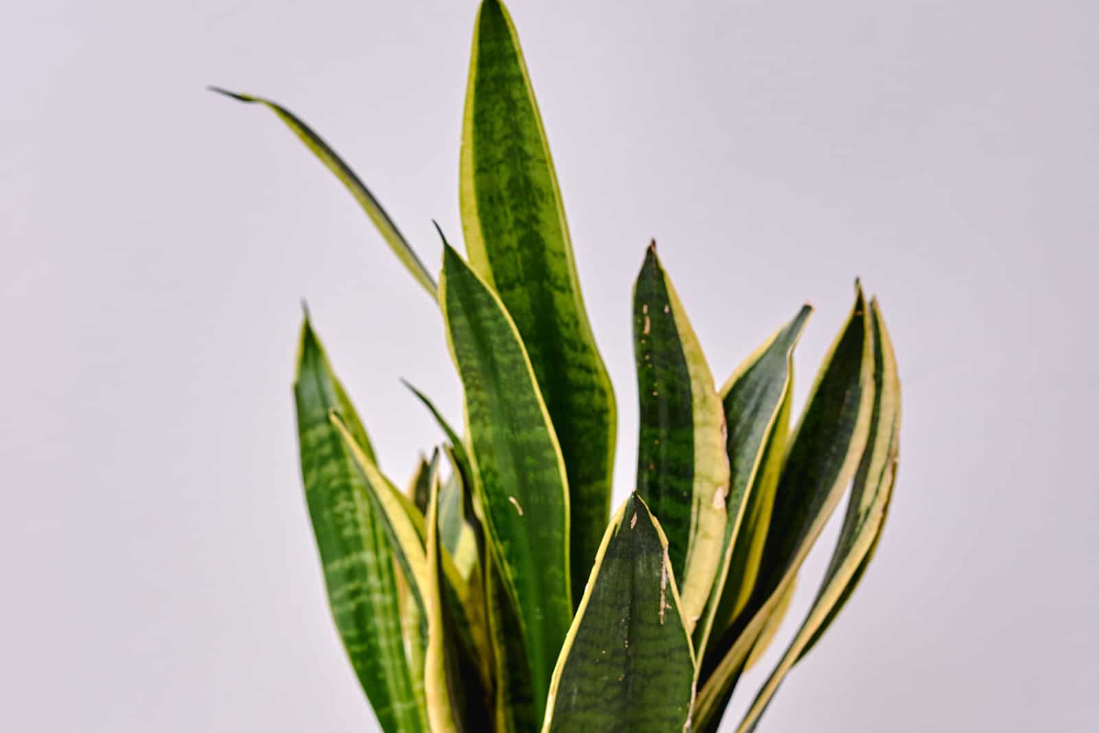 planta de serpiente frente a una pared blanca