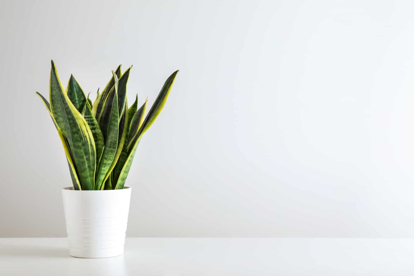 planta de serpiente en maceta blanca