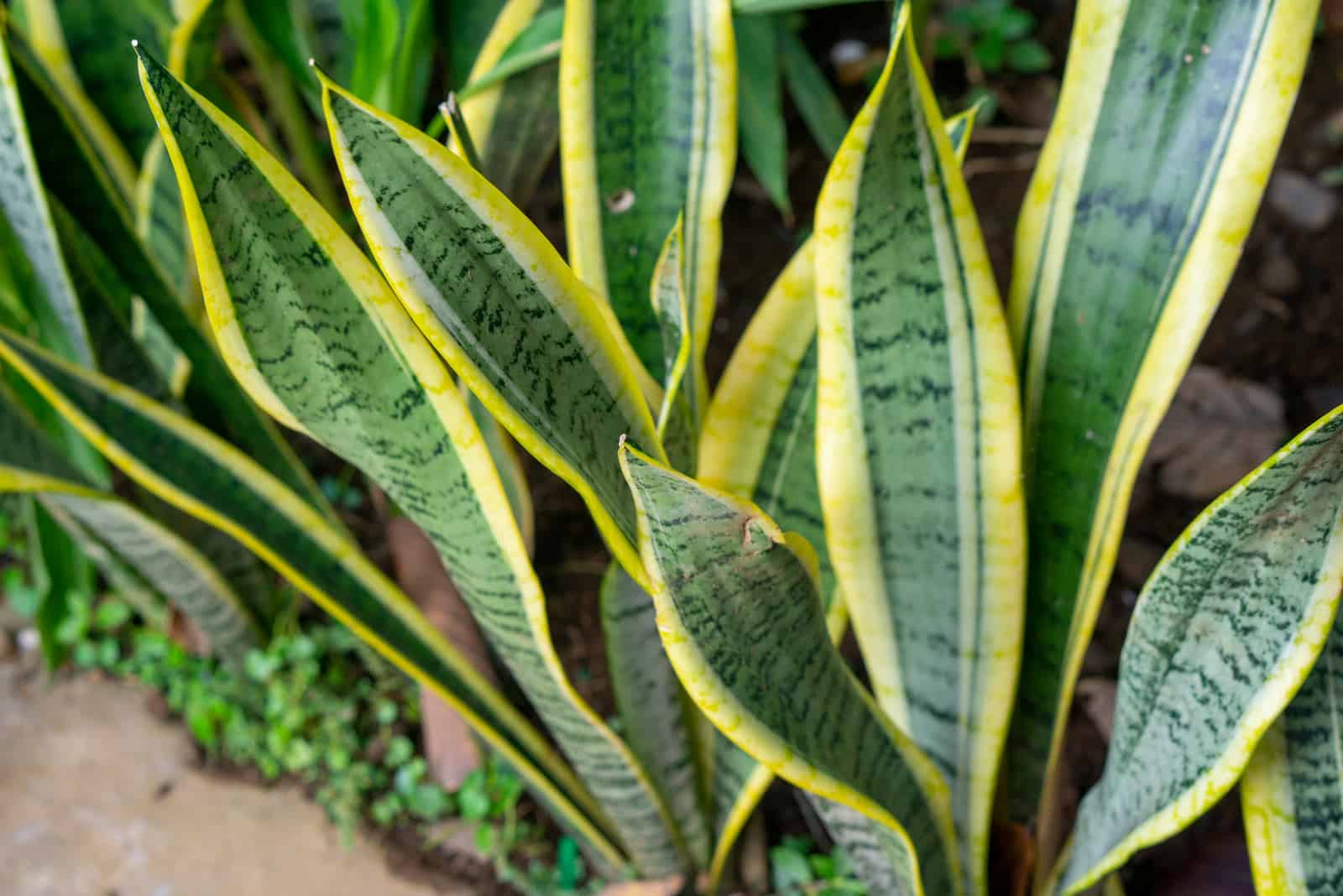 plantas de serpientes afuera