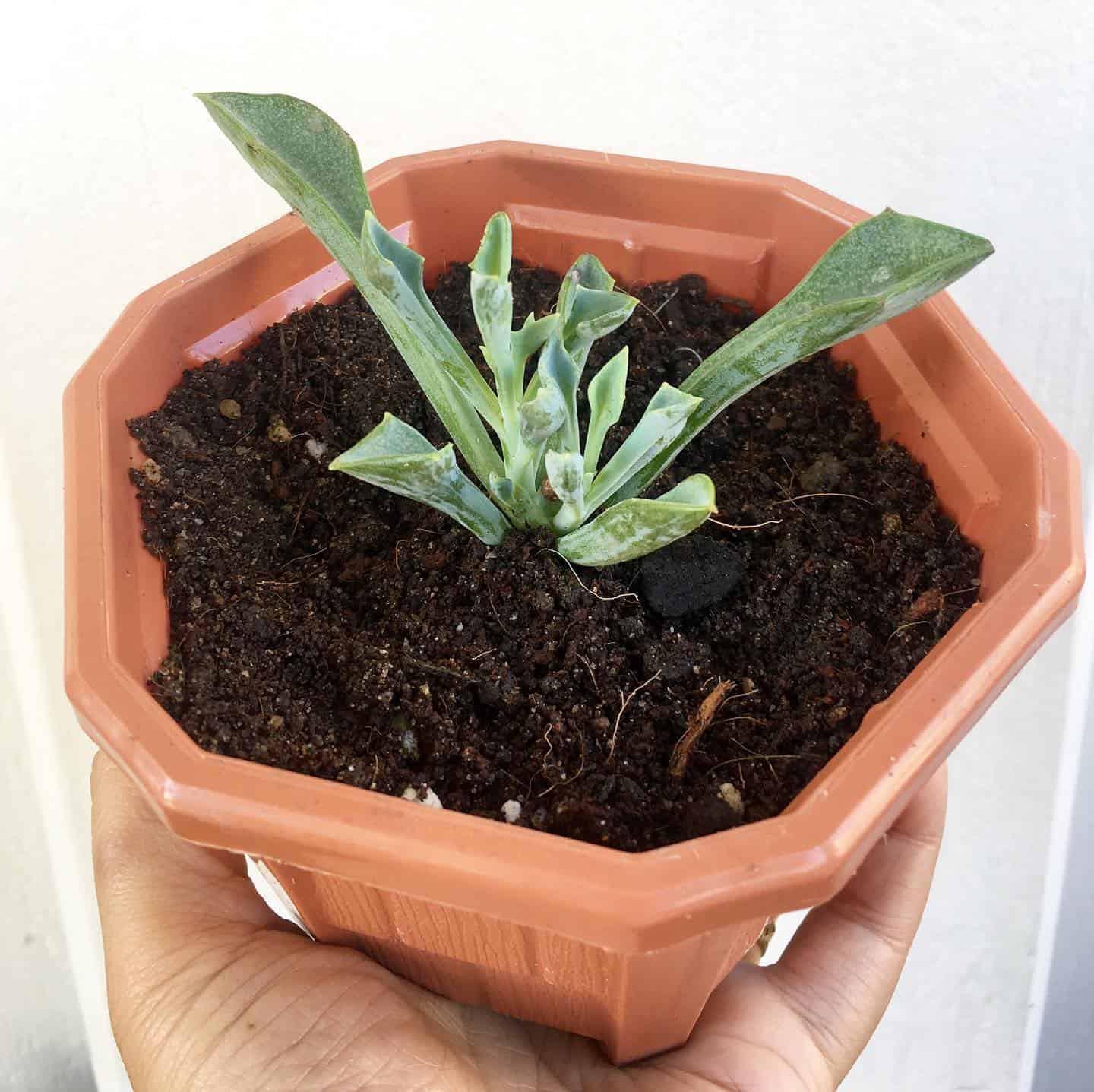 planta de punta de lanza en una maceta