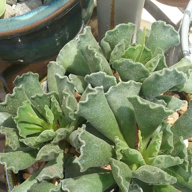 planta de punta de lanza a la luz del sol