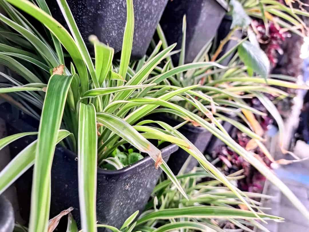 podredumbre de la raíz de la planta araña