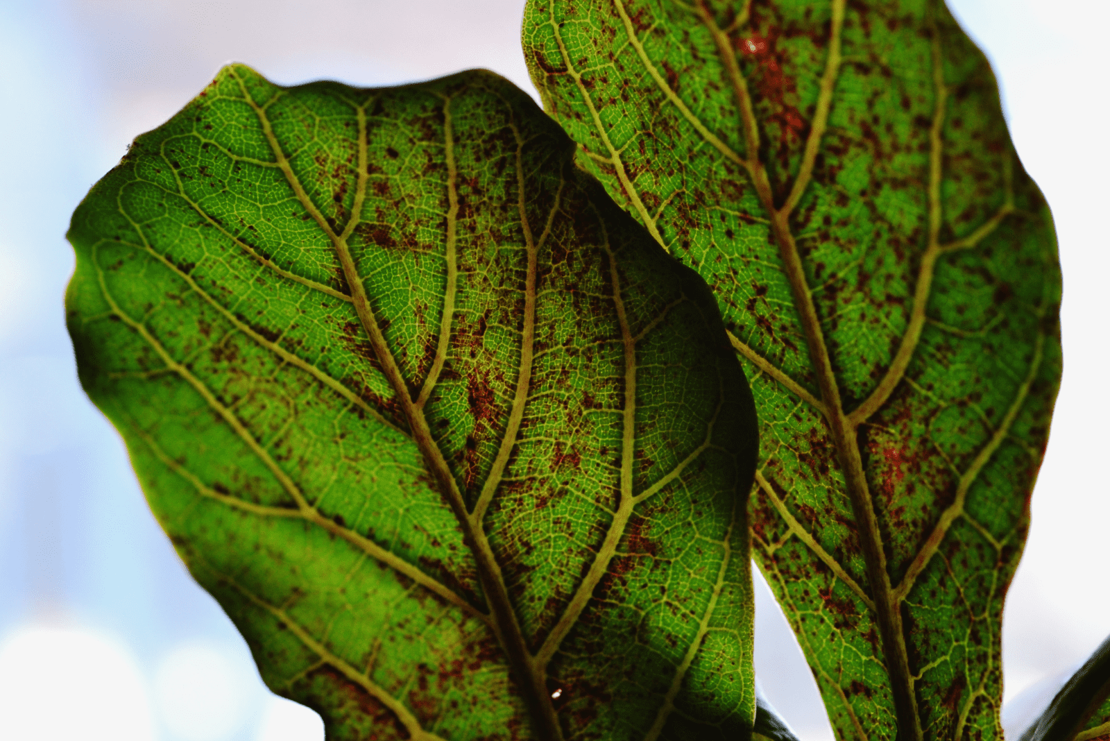 manchas en las hojas Fiddle Leaf Fig