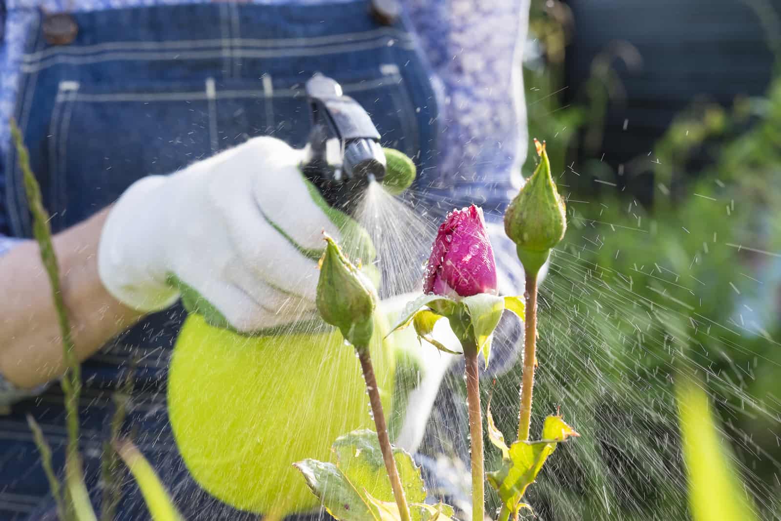 rociar sobre flores