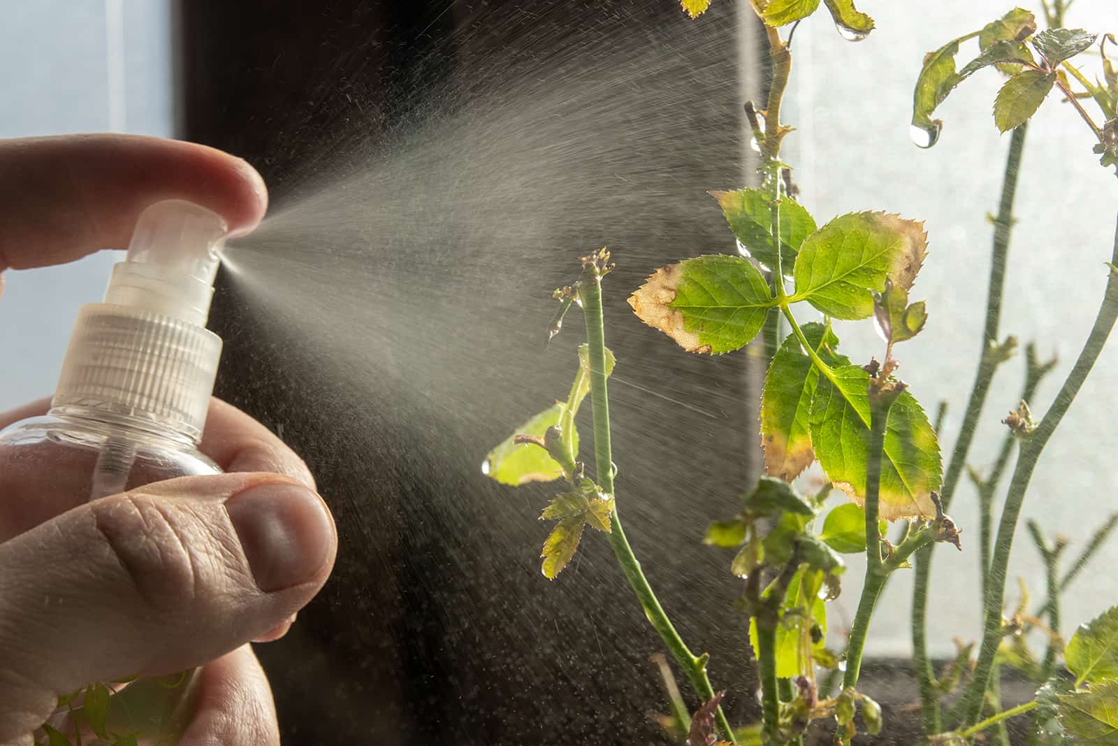 rociar rosa en la olla con jabón insecticida