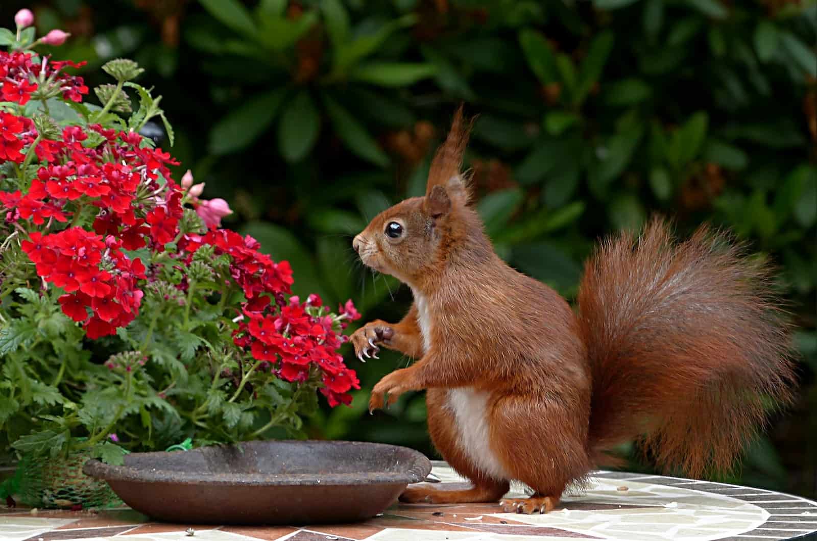 ardilla en el jardin