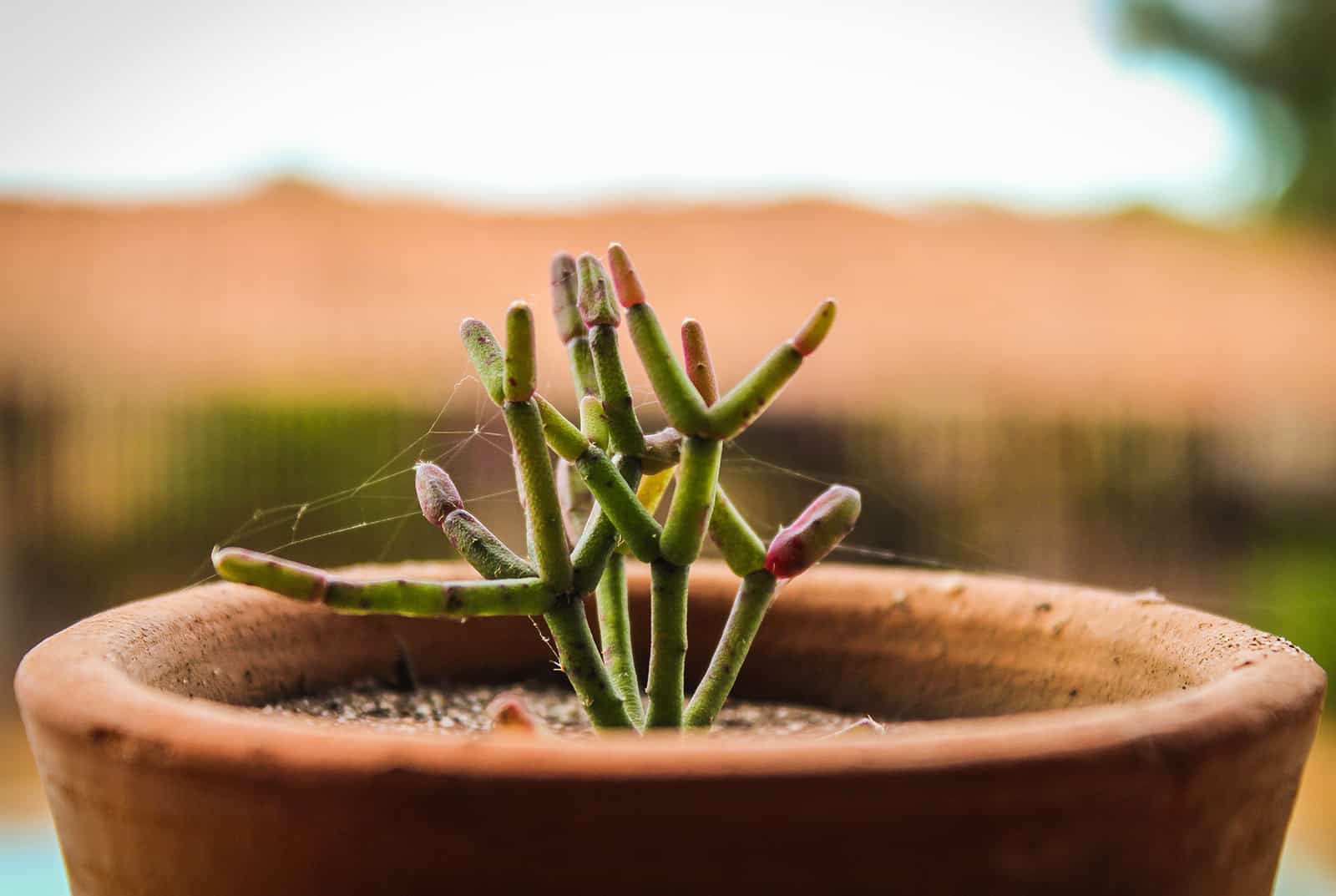 planta suculenta en una maceta con una telaraña