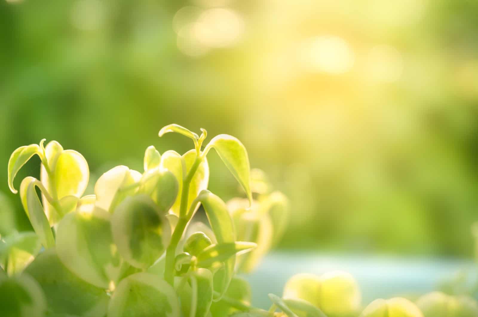 sol golpeando Peperomia Serpens