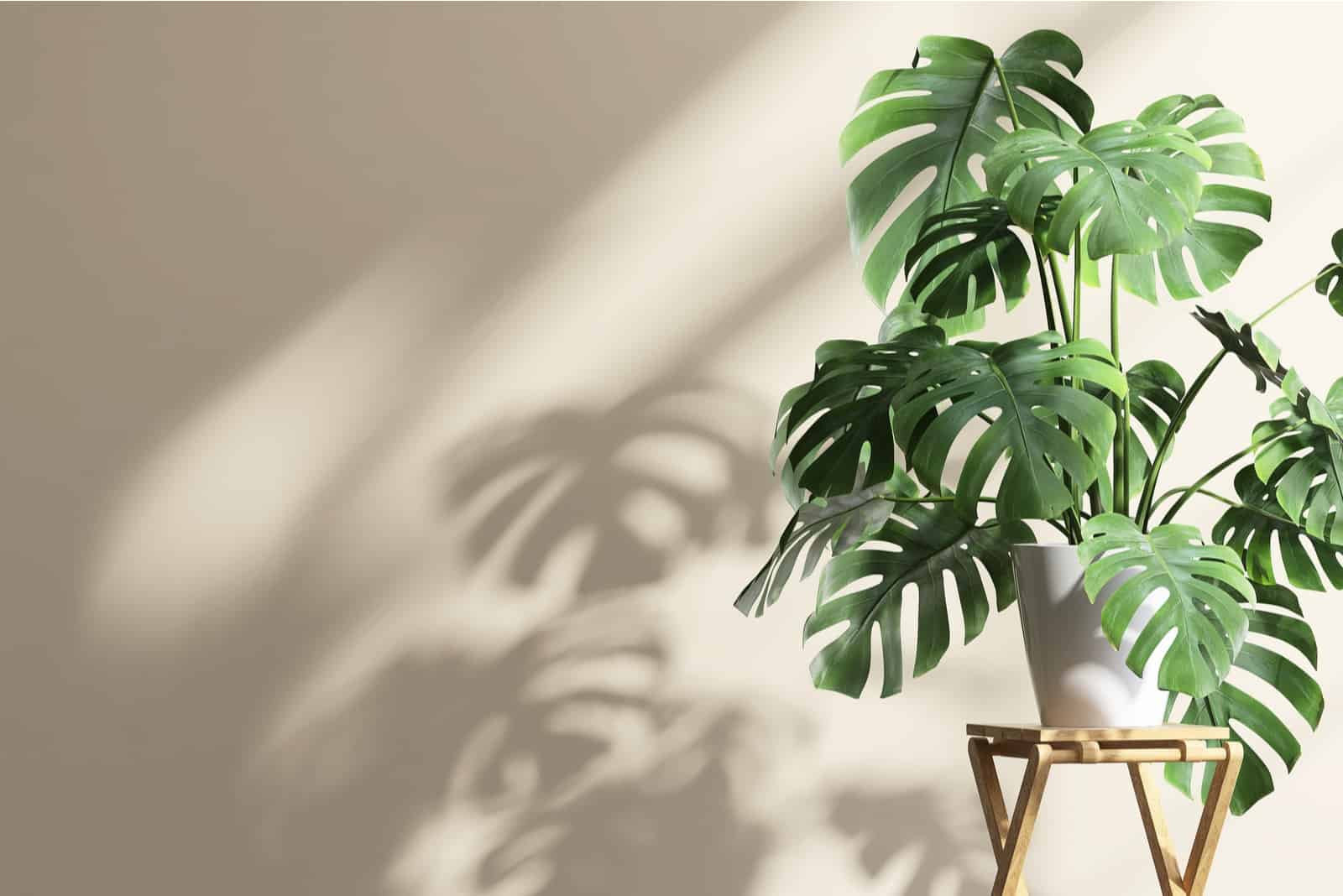 sol golpeando Philodendron Monstera