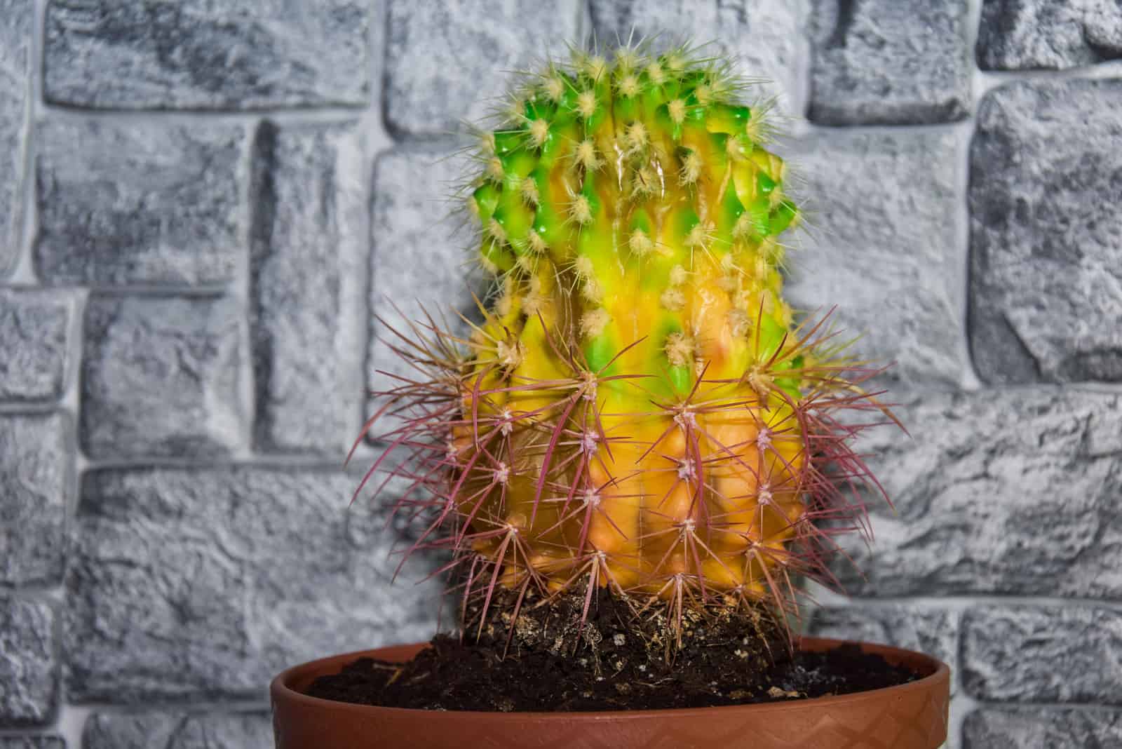 el cactus empezó a ponerse negro