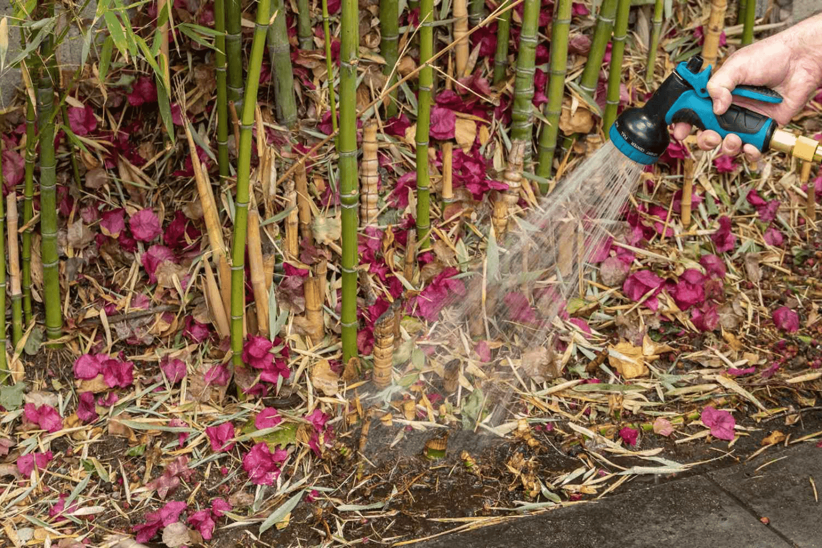 la mujer aúlla el bambú