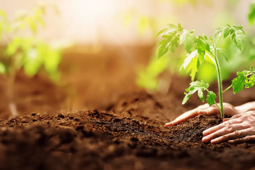 la mujer planta un tomate