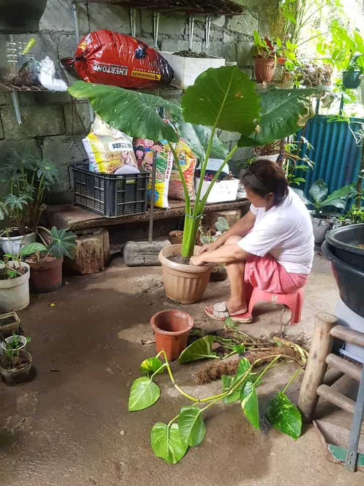 la mujer trasplanta la planta oreja de elefante a una maceta más grande