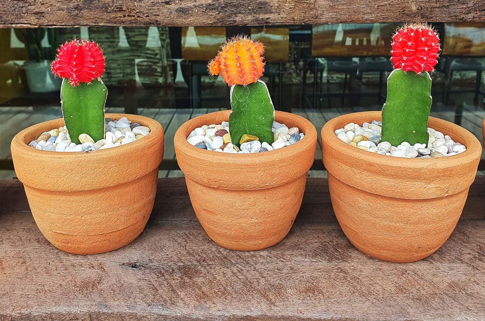 plantas de cactus de tres lunas en macetas