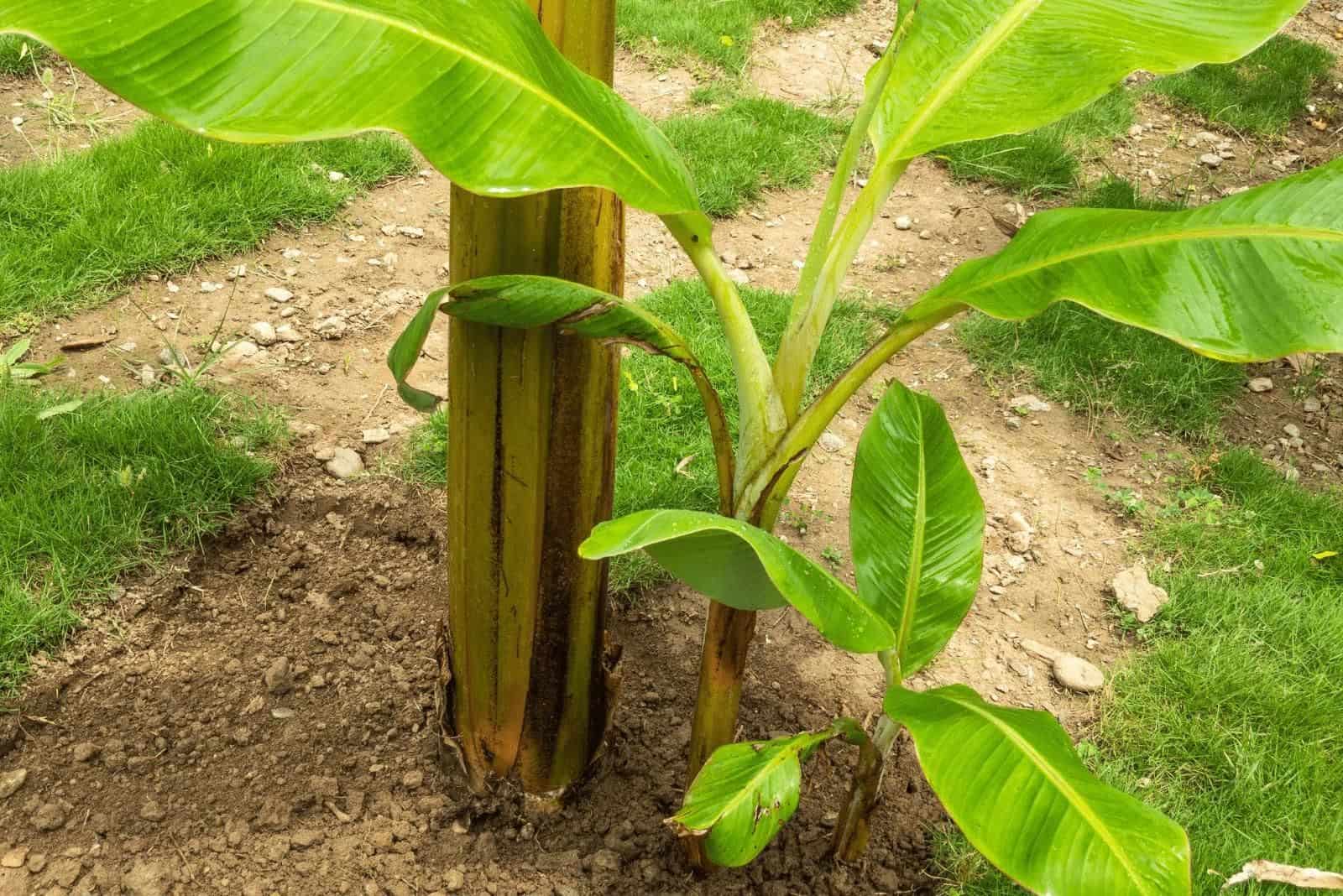 plátano trasplantado en el jardín