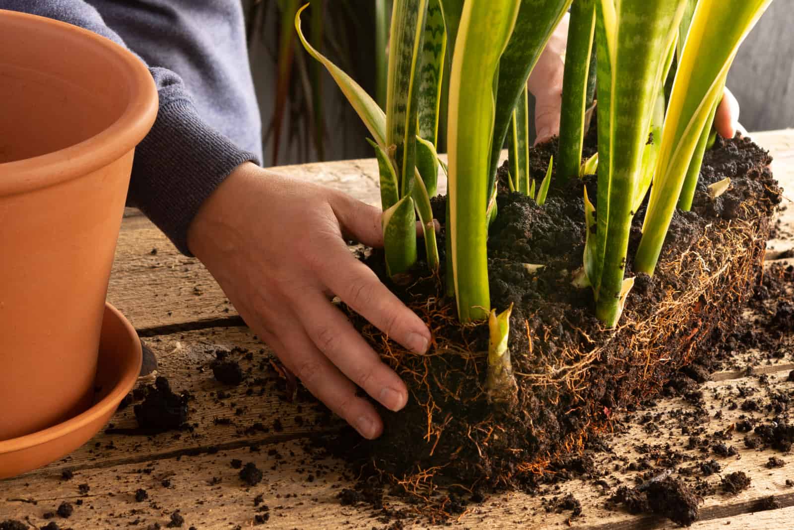 planta de trasplante