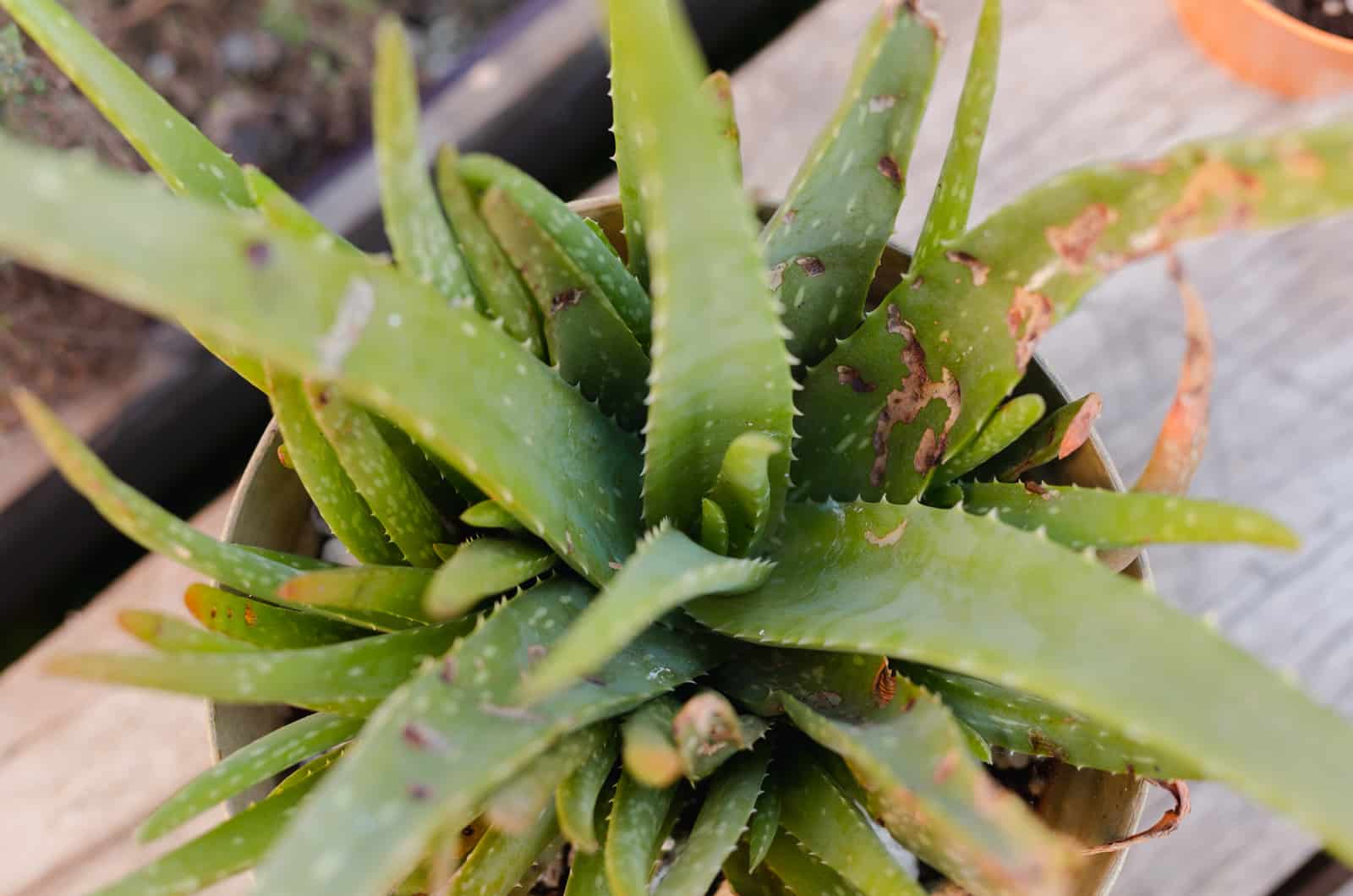 hojas retorcidas de aloe vera en una olla