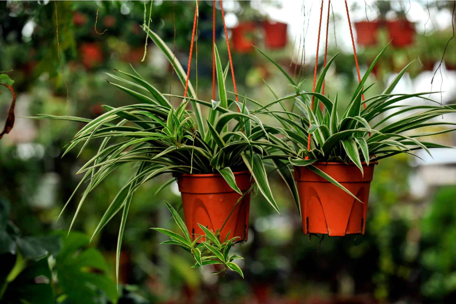 dos plantas de araña en macetas colgantes