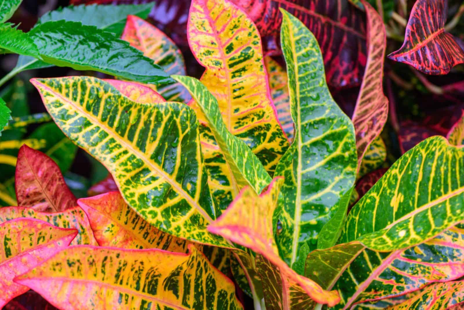 planta croton variada