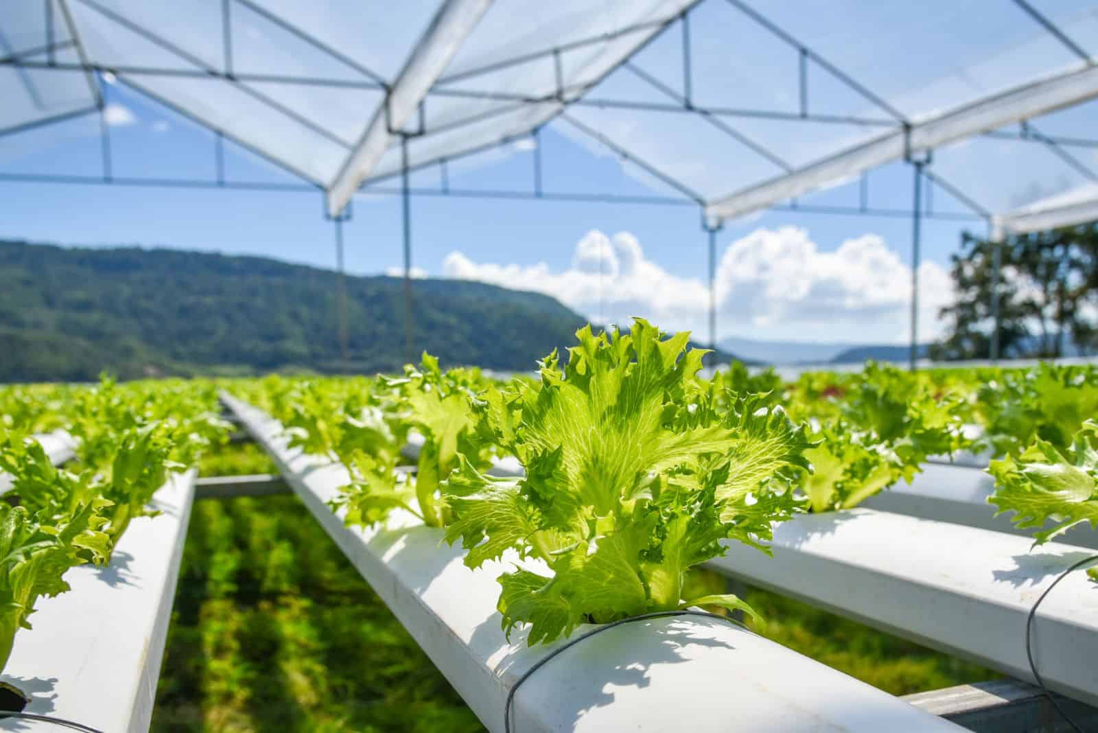 sistema hidropónico vegetal