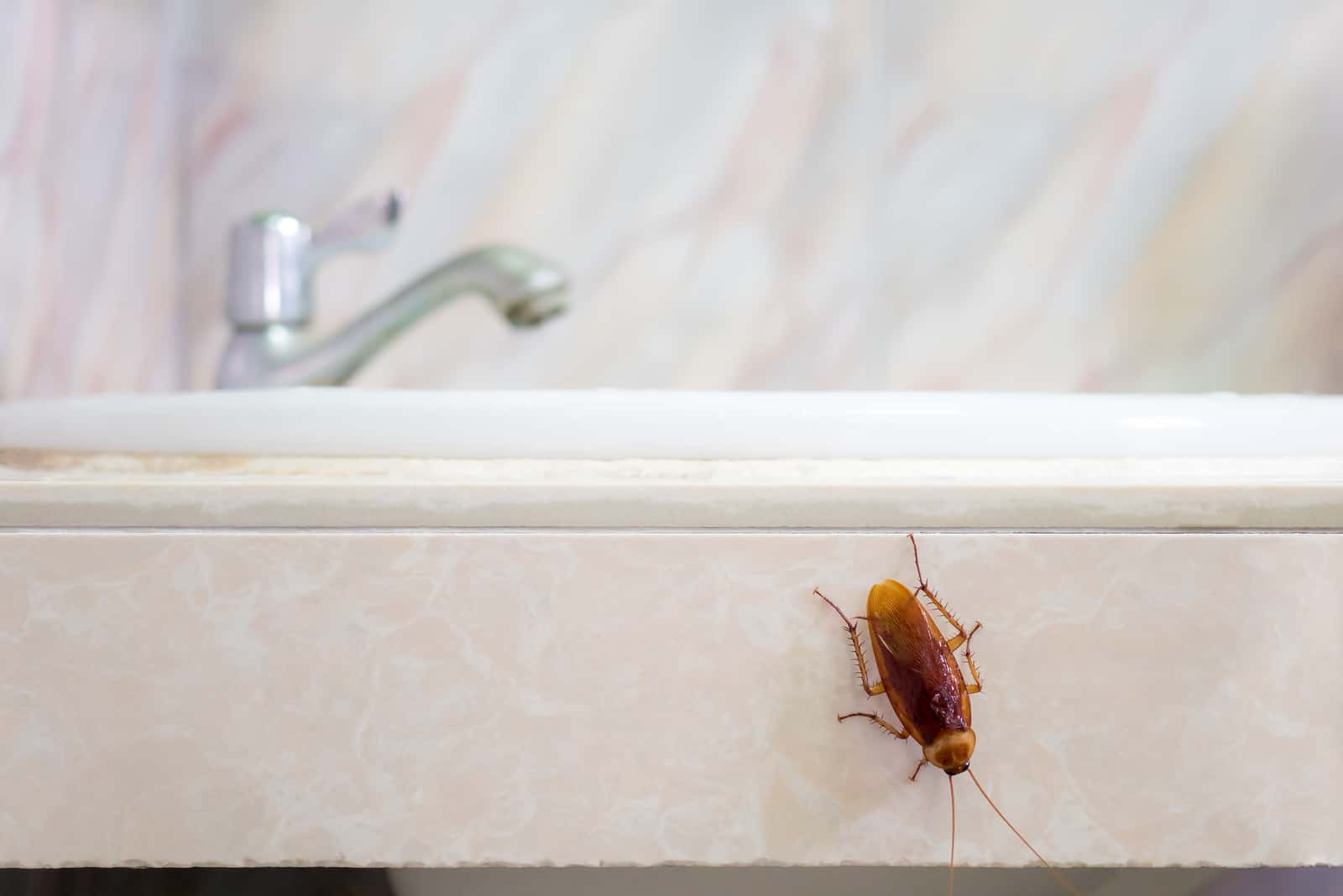 bicho de agua en el baño