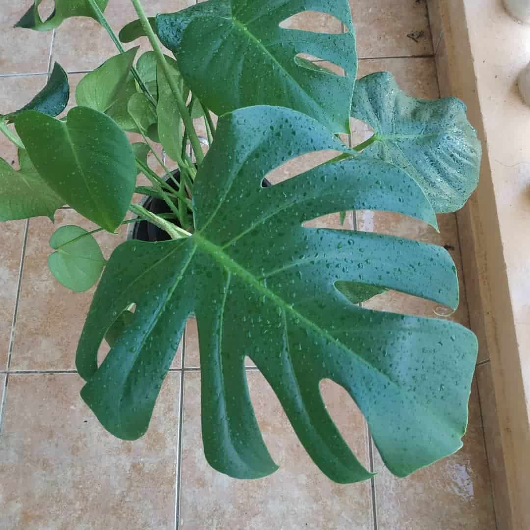 gotas de agua sobre la hoja de Monstera