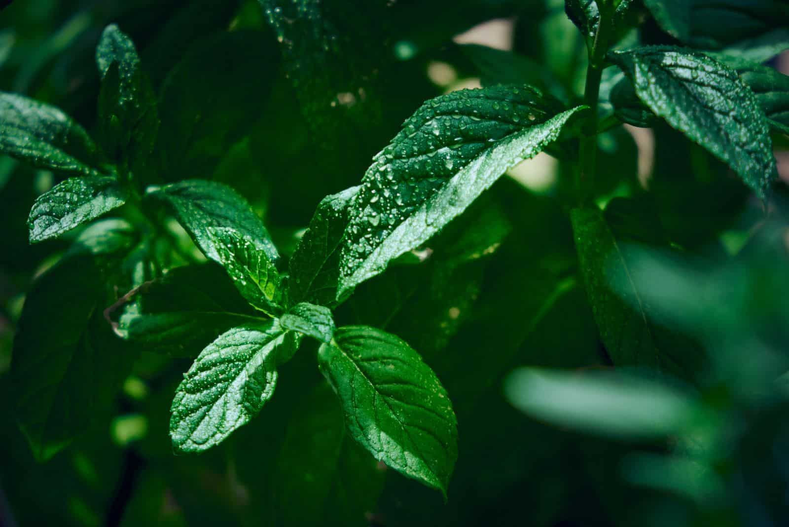 hojas de menta mojadas