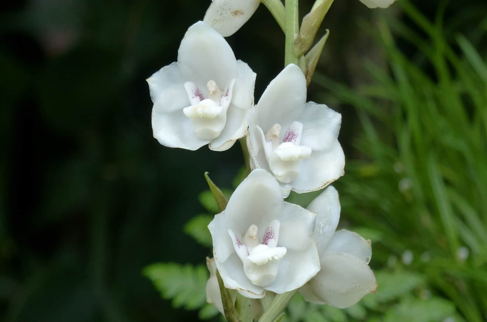 Orquídea blanca de la paloma que florece afuera