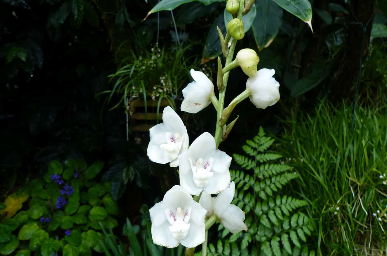 orquídea paloma blanca