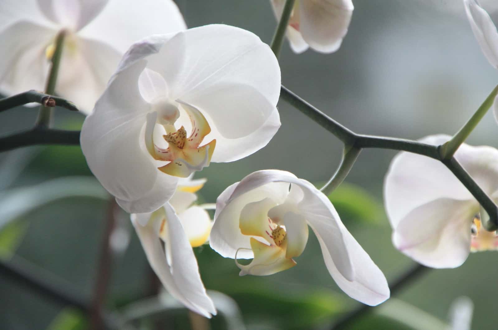 orquídeas blancas