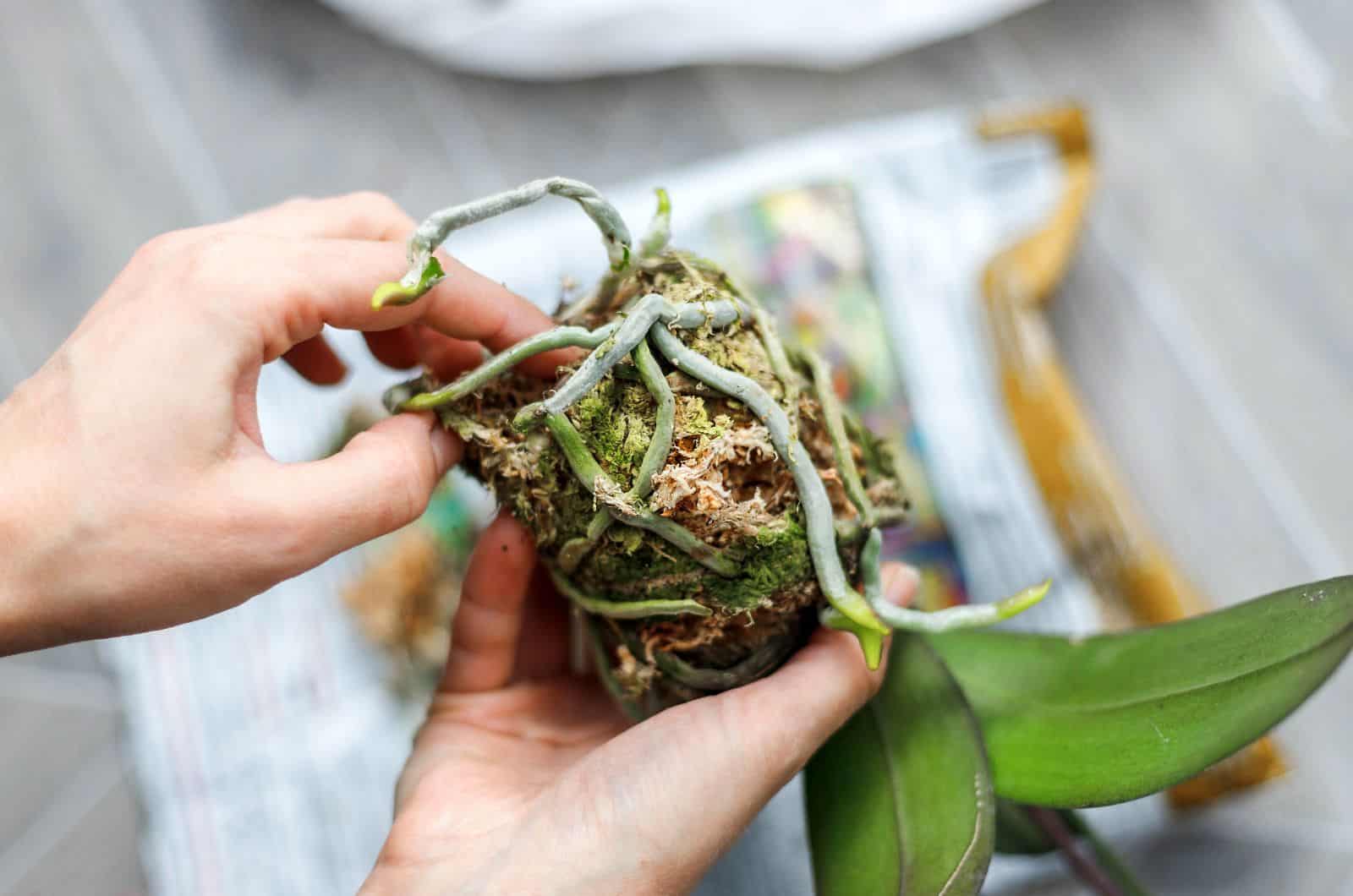 mujer limpiando raíces de orquídeas