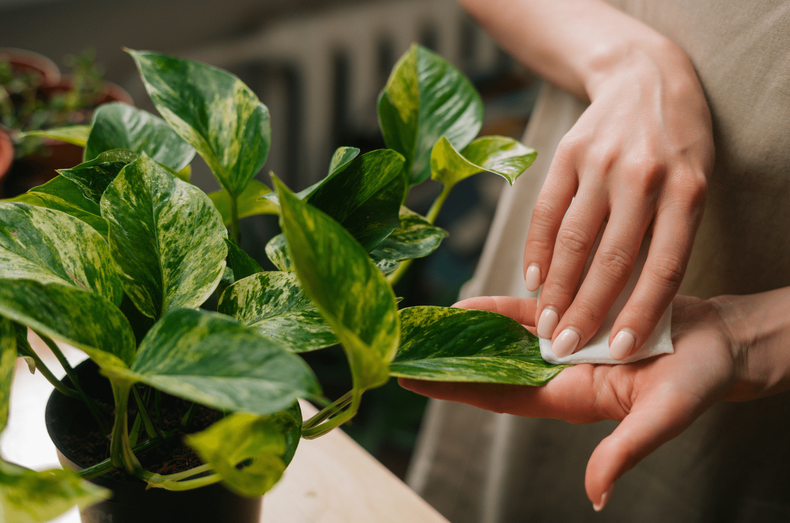 mujer limpieza planta