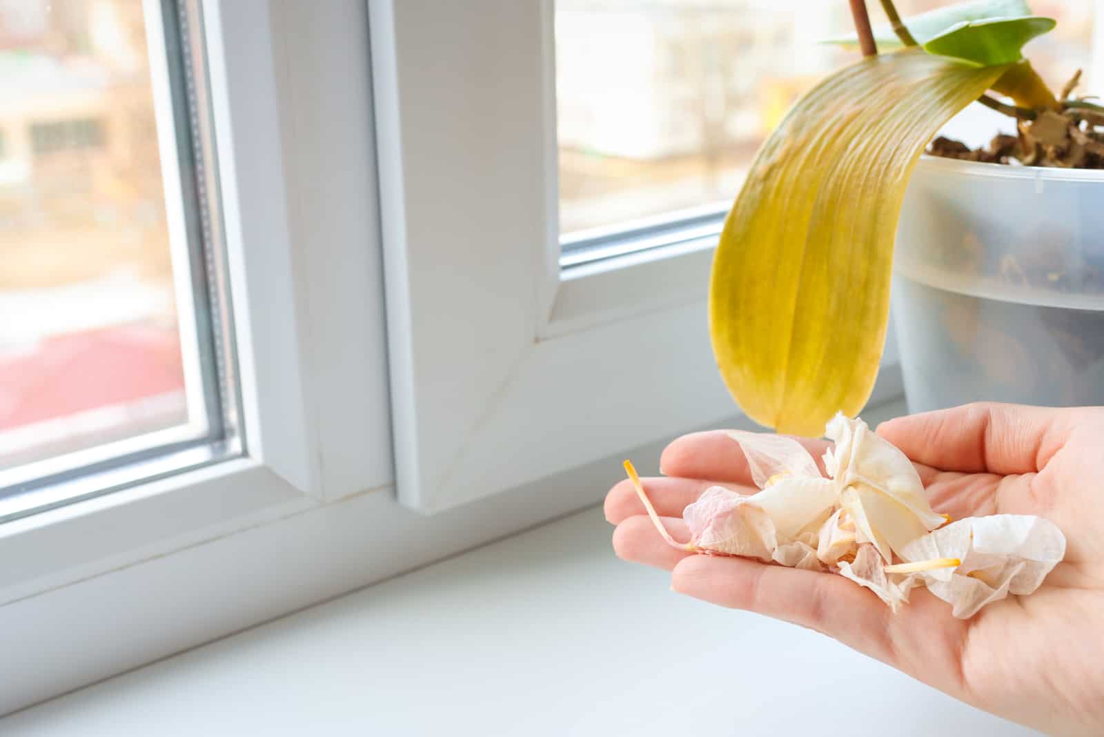 mujer sosteniendo flores de orquídeas desmoronadas de una planta moribunda en la ventana