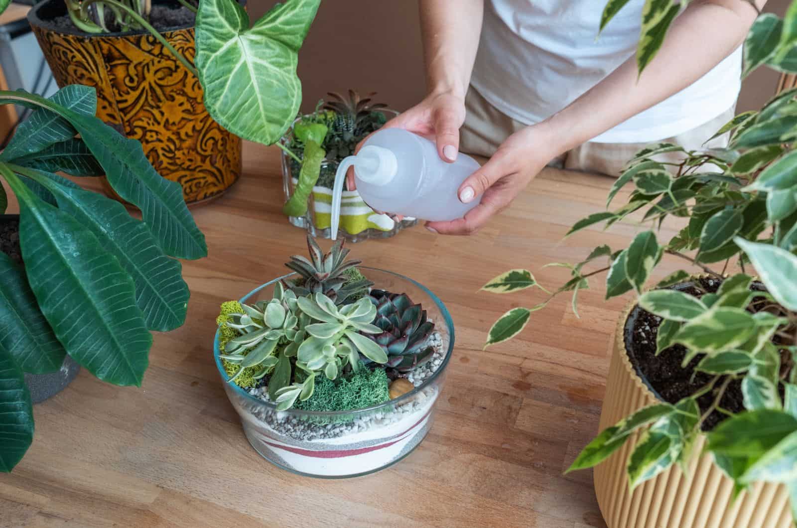 mujer haciendo nuevo terrario suculento