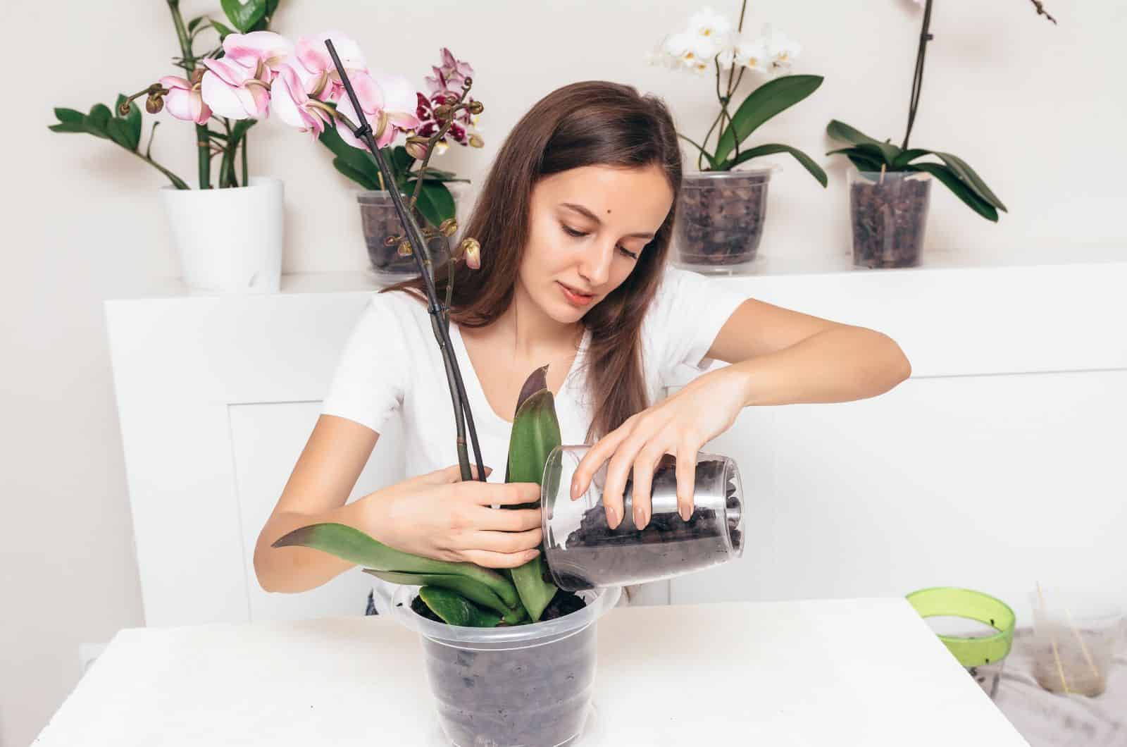 mujer poniendo tierra en Orchid