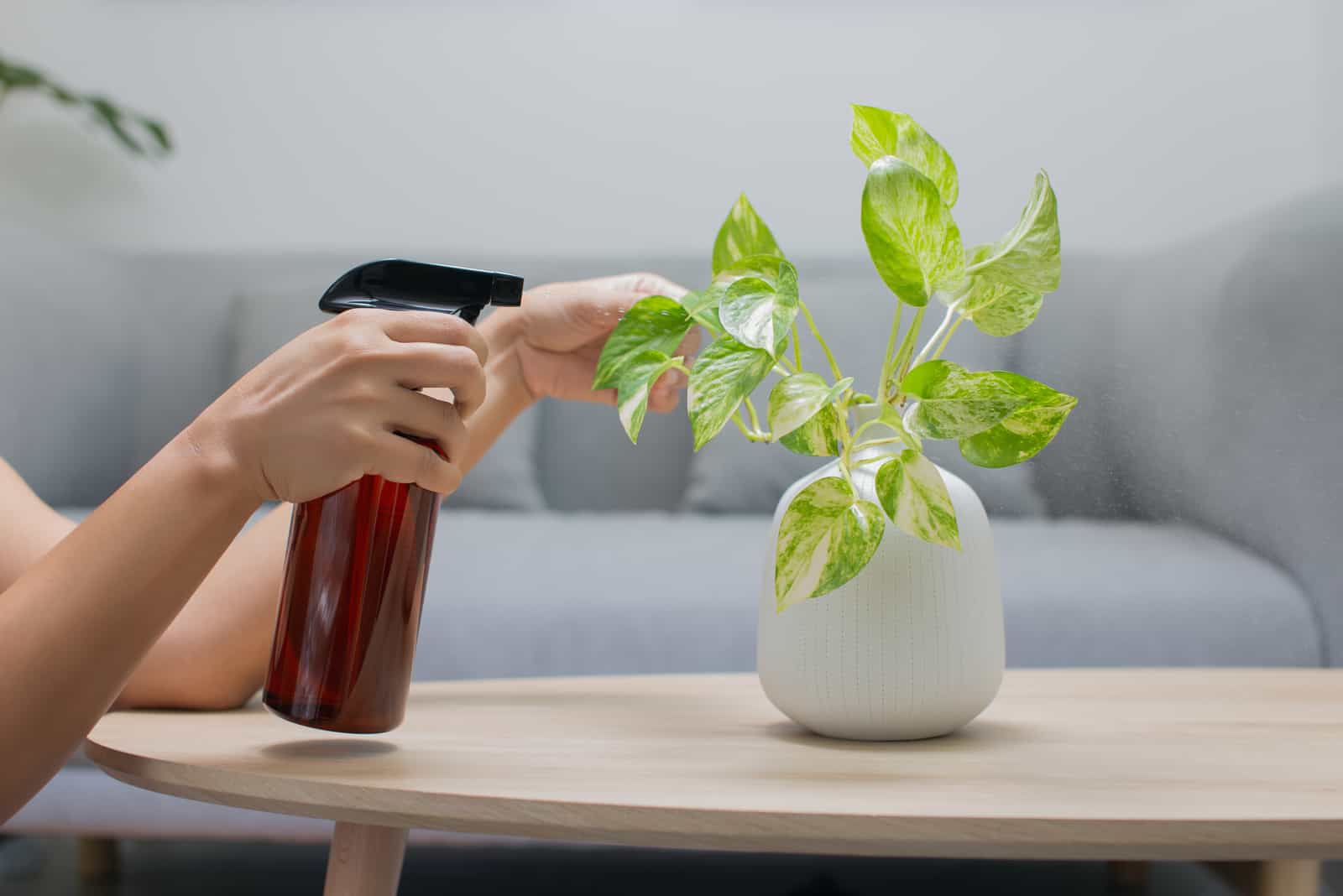 mujer rociando una planta pothos