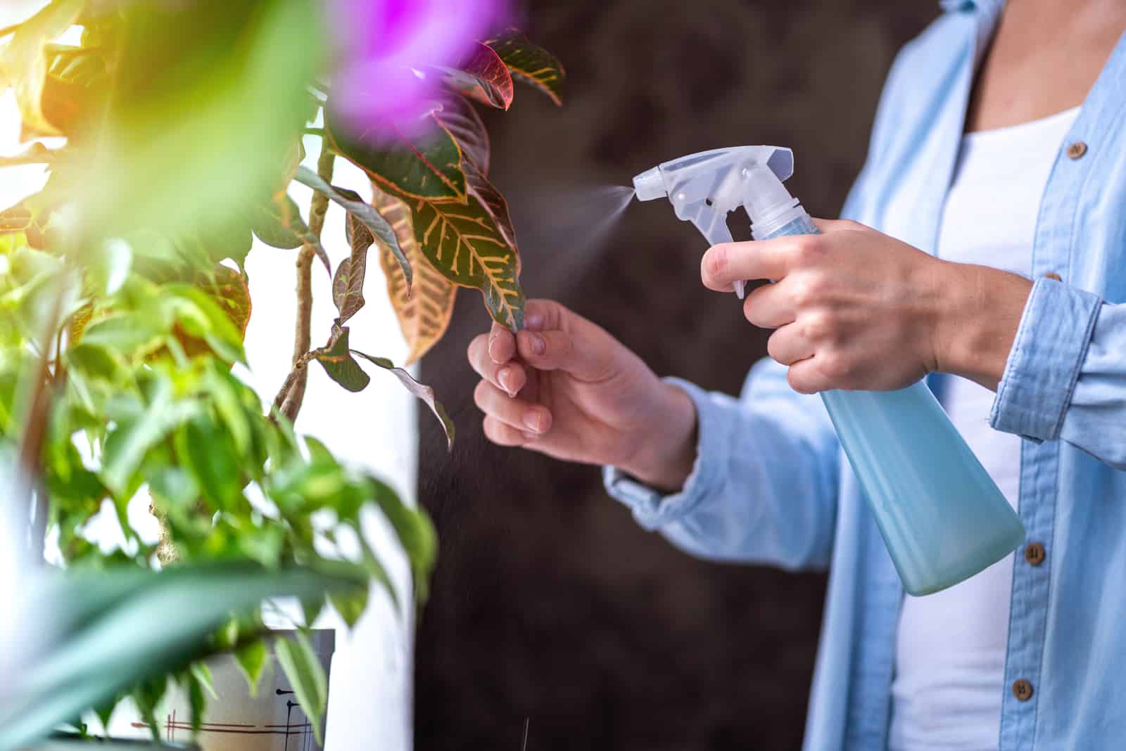 mujer rociando flores en macetas