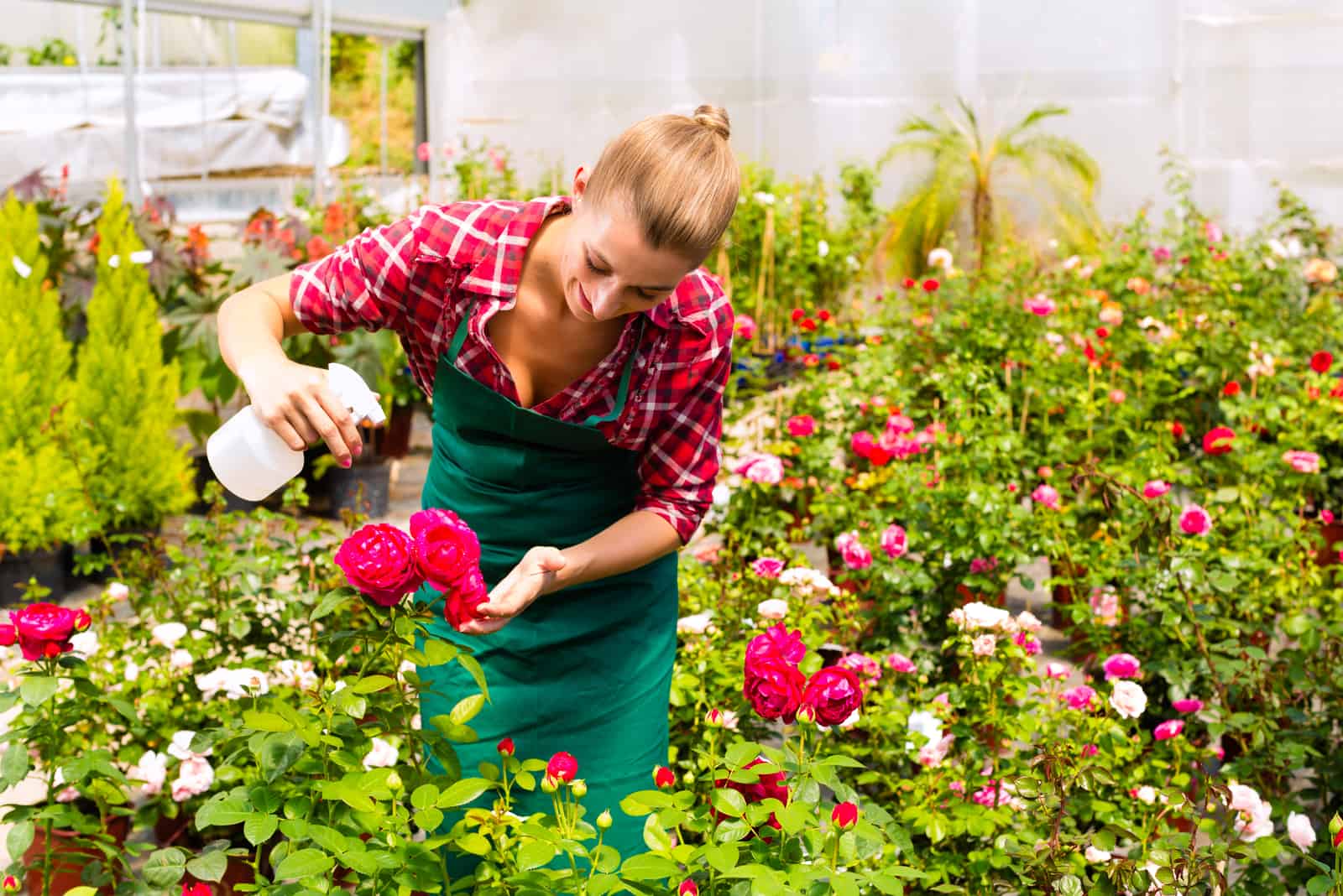 mujer rociando rosas